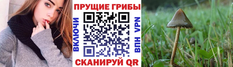 kraken сайт Лахденпохья Псилоцибиновые грибы мицелий